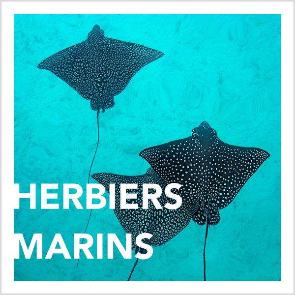 Herbier marins