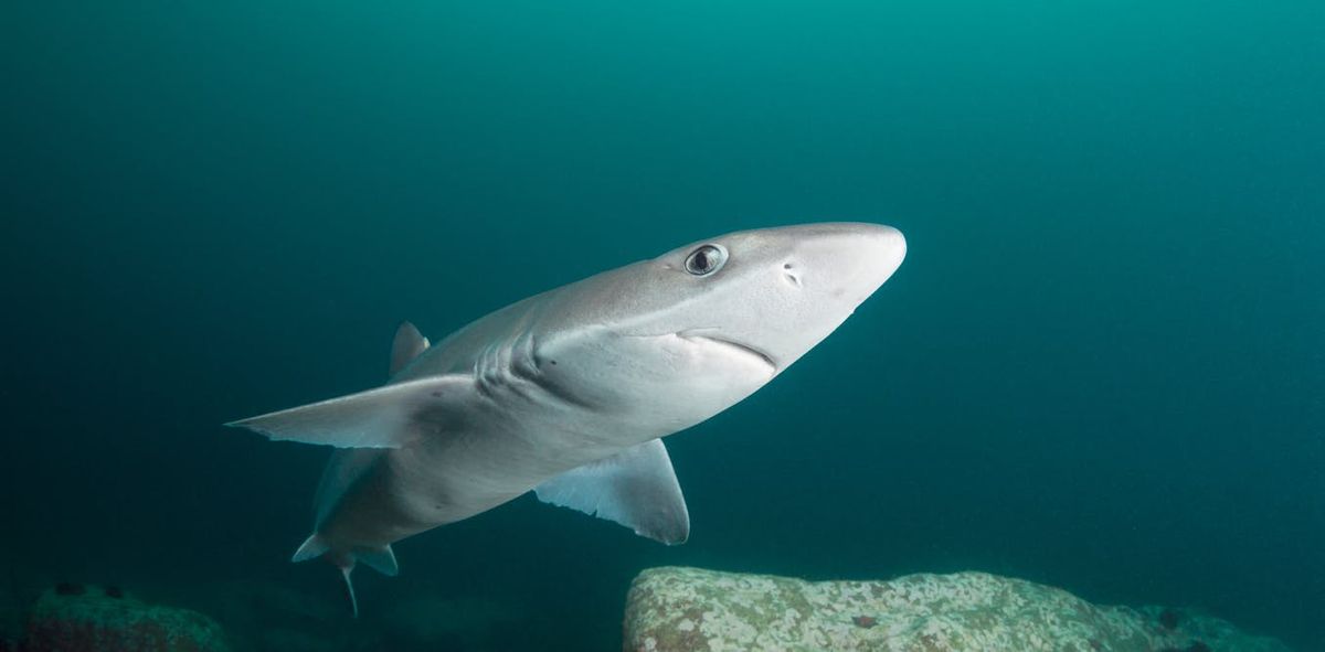 Monde - migration de requins et raies au Nord