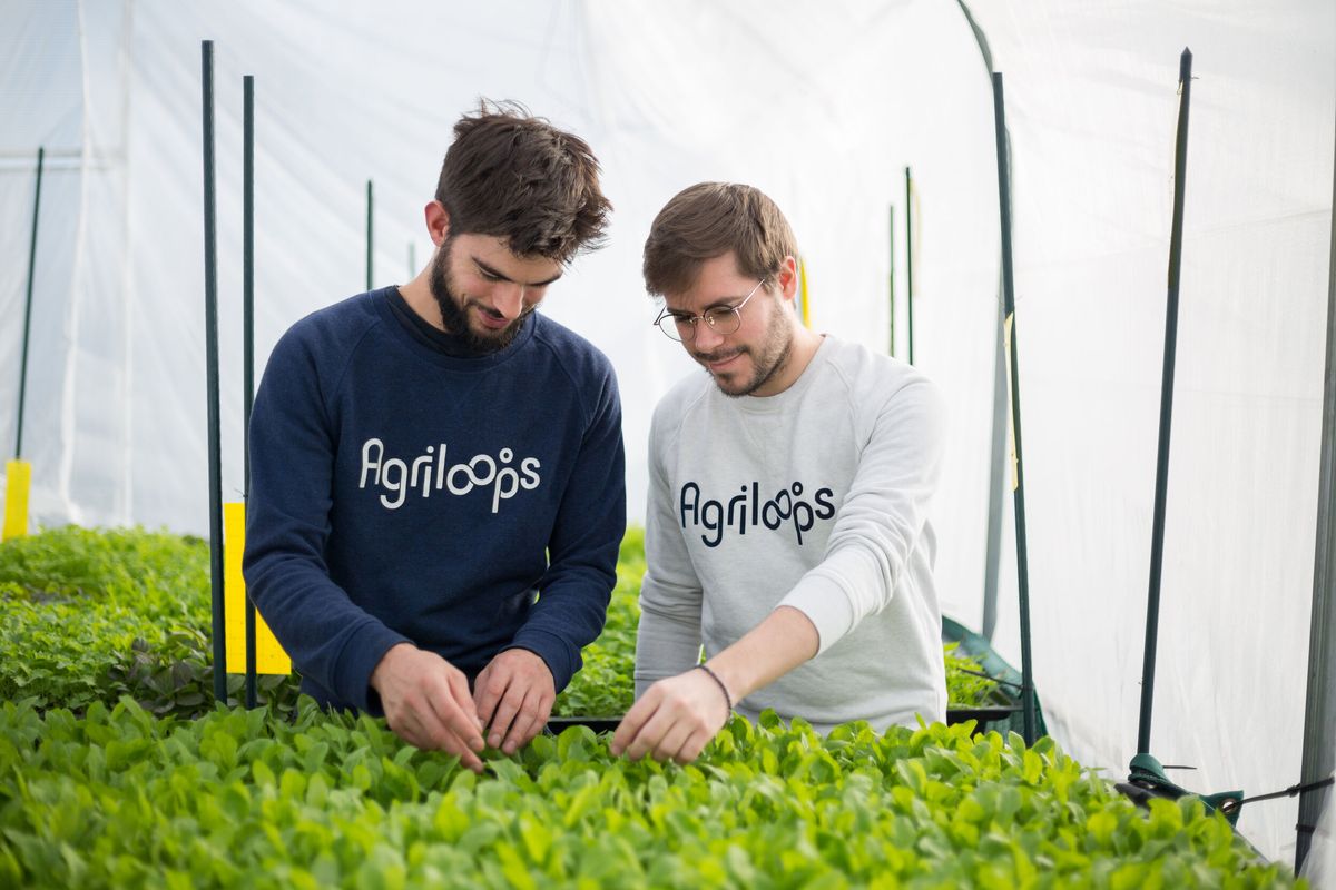 Agriloops - Des gambas françaises, ultra-fraîches et durables