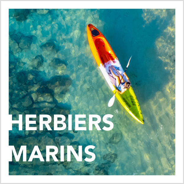 Herbiers marins