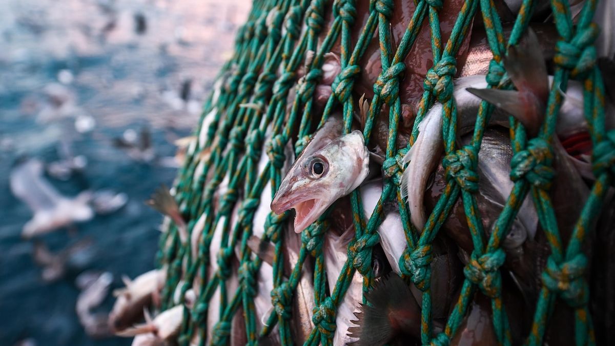 L’état des océans pourrait accentuer l’insécurité alimentaire de communautés côtières | …