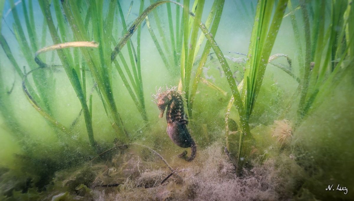 France - utilité des herbiers de zostères