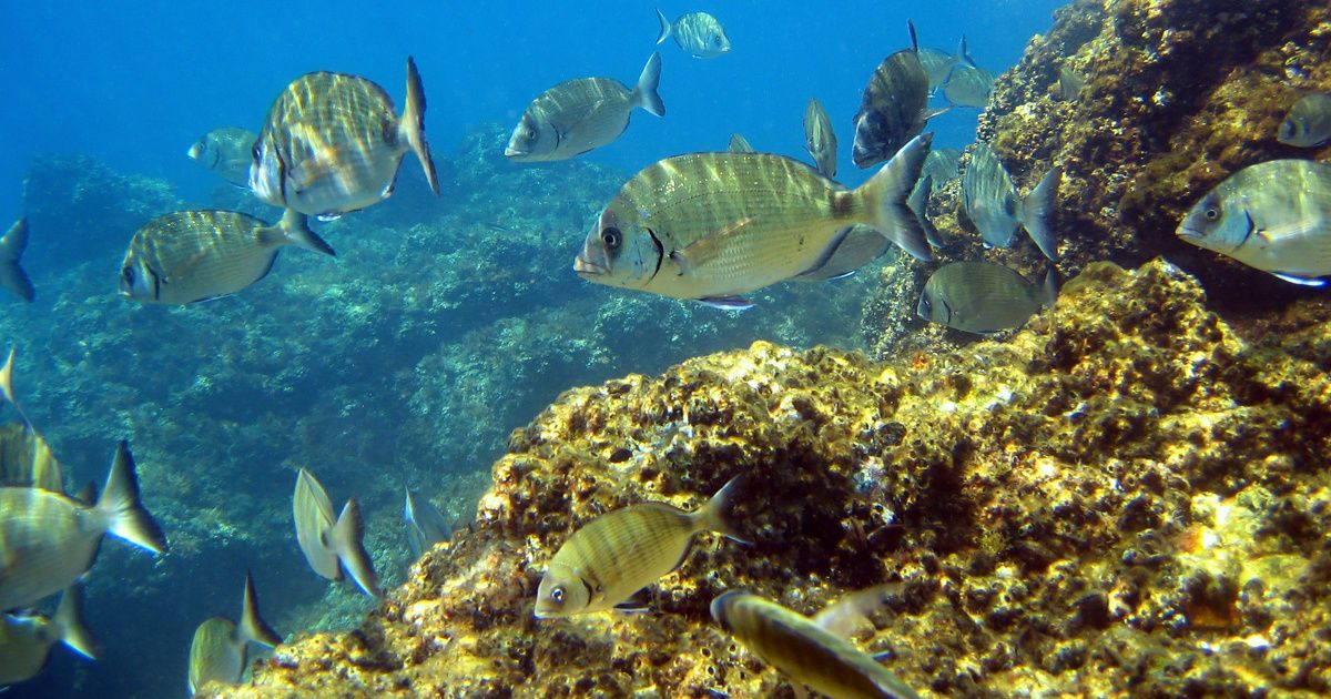 Aires marines protégées : une modélisation montre leur bénéfice pour les poissons et les pêc…