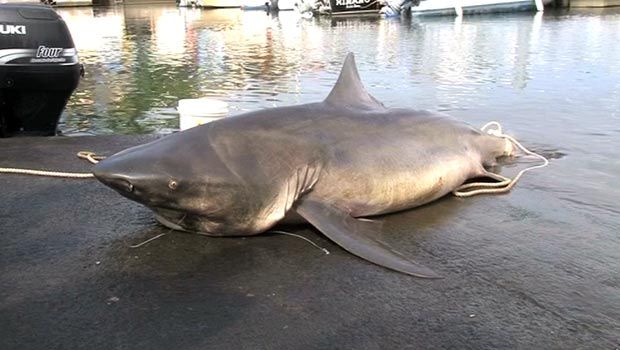 la Réunion : stopper l’abattage des requins