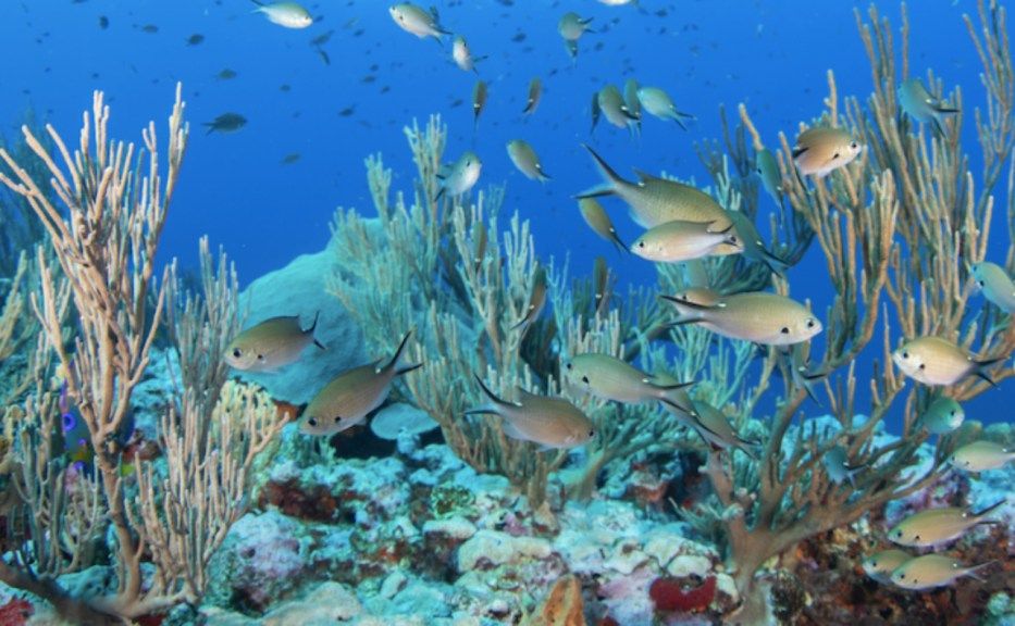 Bajos del Norte, les défis de la protection d'une nouvelle zone marine au Mexique