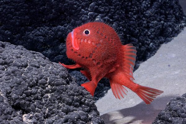 Chili : découverte de plus de 100 espèces marines