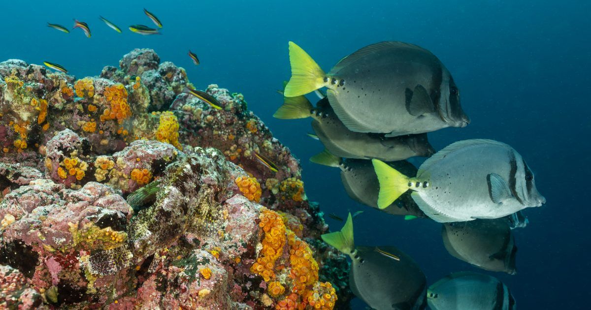 Galapagos - Un exemple de protection marine