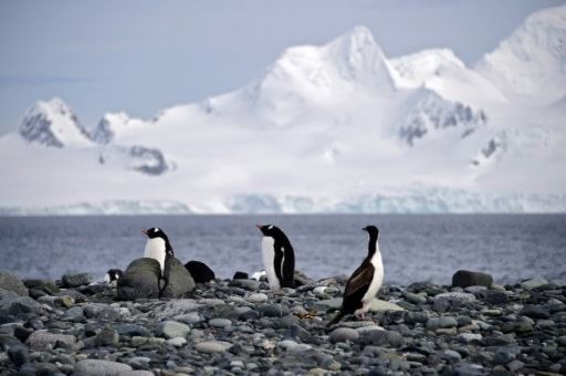 Aires marines protégées: nouvel échec de la commission internationale sur l'Antarctique - GoodPl…