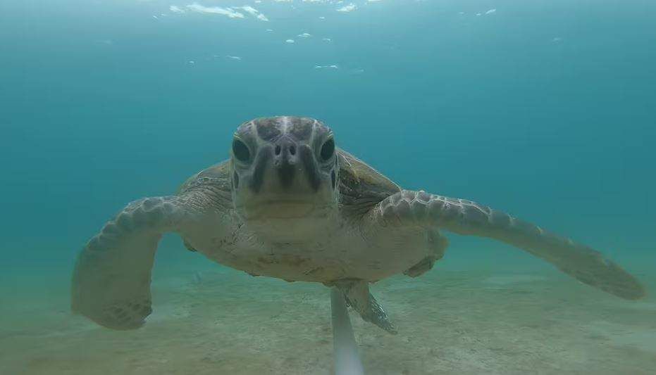 UAE :Un lagon sert de refuge d’espèces menacées