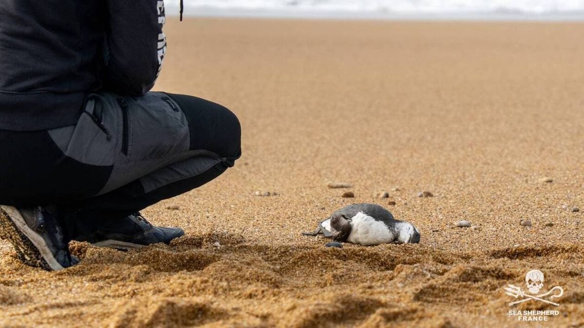 Oiseaux marins: hécatombe au bord des plages atlantiques