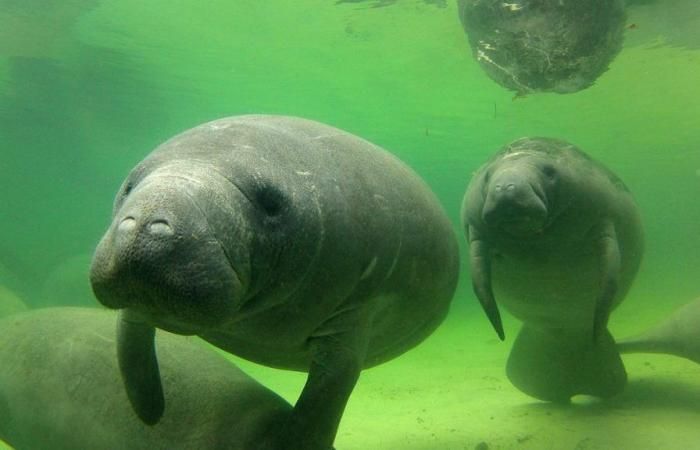 La NASA PACE va collecter des données en Floride sur la marée rouge, les herbiers marins et les o…