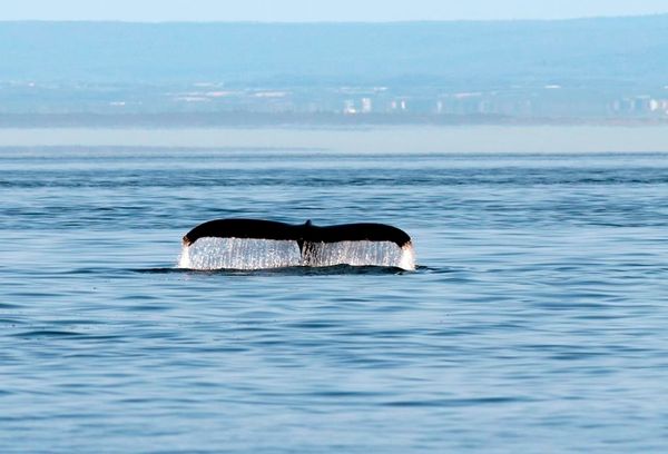 Québec - 4,4 M$ pour les AMP