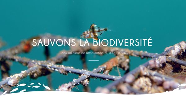 Ecocean | Restauration écologique en milieu aquatique
