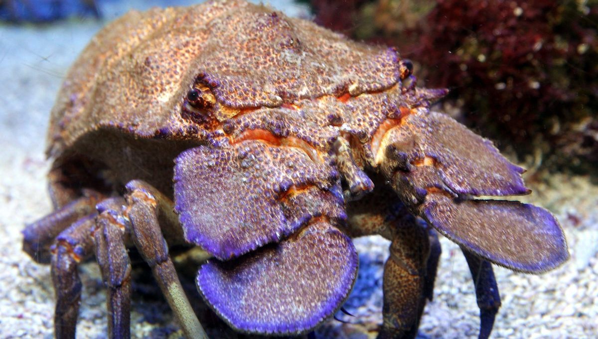 Corse - Stella Mare, restauration écologique des Grandes Cigales de mer