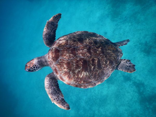 Monde - les populations de tortues augmentent