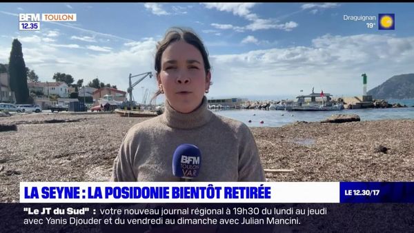 La Seyne-sur-Mer - la posidonie va être retirée du port