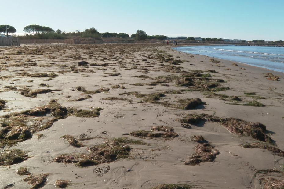 Herbiers de Posidonies échoués sur les plages : poumons de la Méditerranée, "ils abritent plusi…