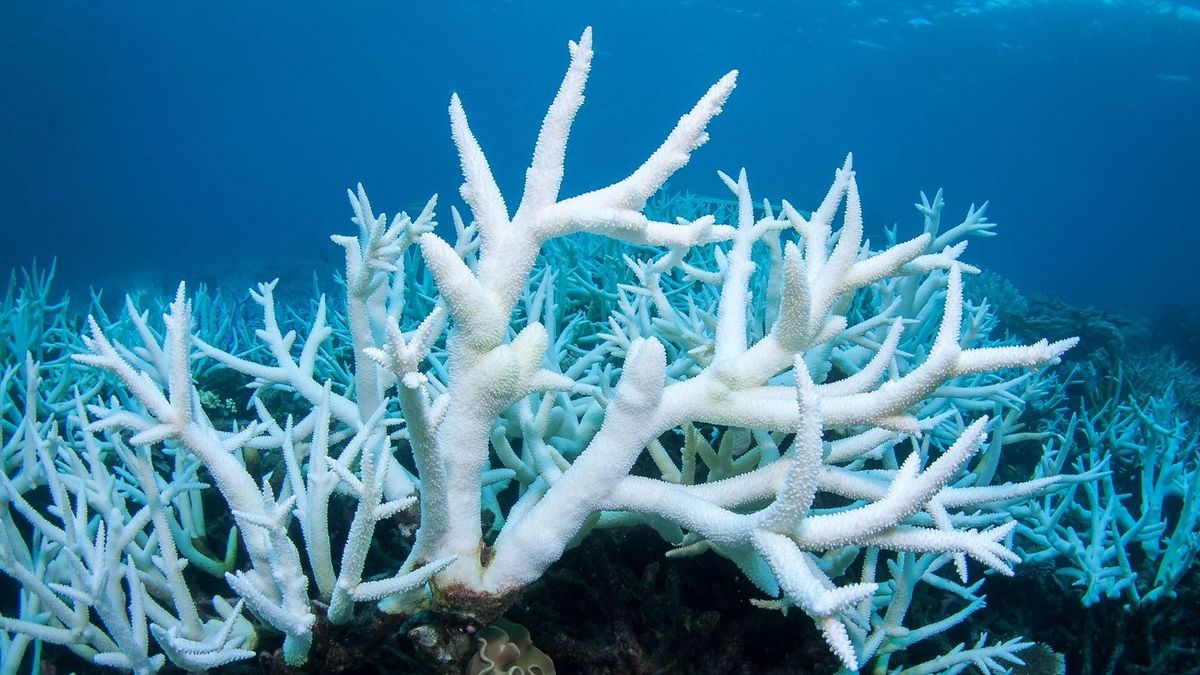 En Floride, des pertes 'dramatiques' de coraux après la vague de chaleur marine de l'été - rtbf.…