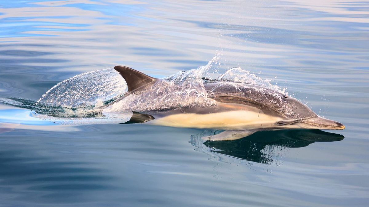 L'hécatombe des dauphins dans le Golfe de Gascogne : un cri d'alarme pour l'avenir