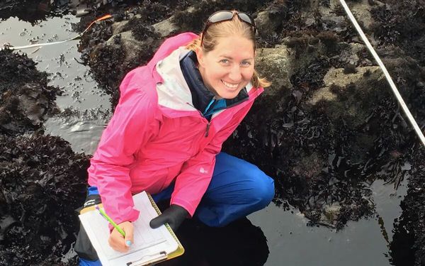 Californie - études pour sauver les algues