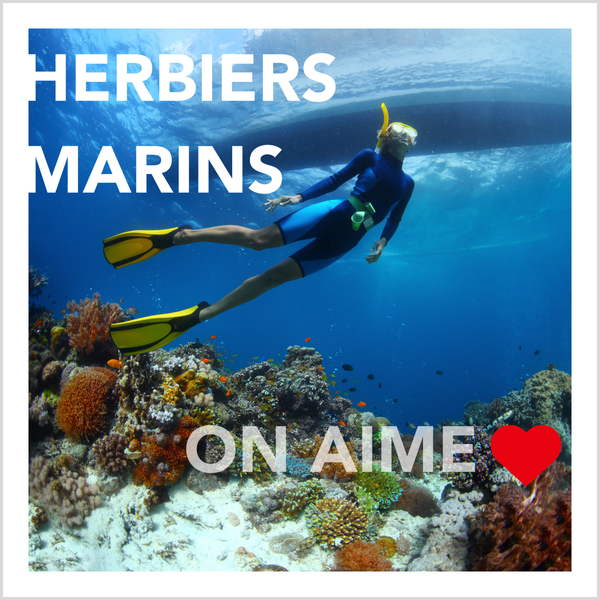 Herbiers marins