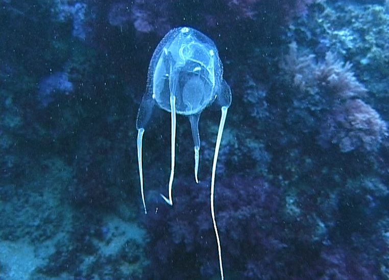 Monde - exploration des fonds marins par des méduses-cyborgs