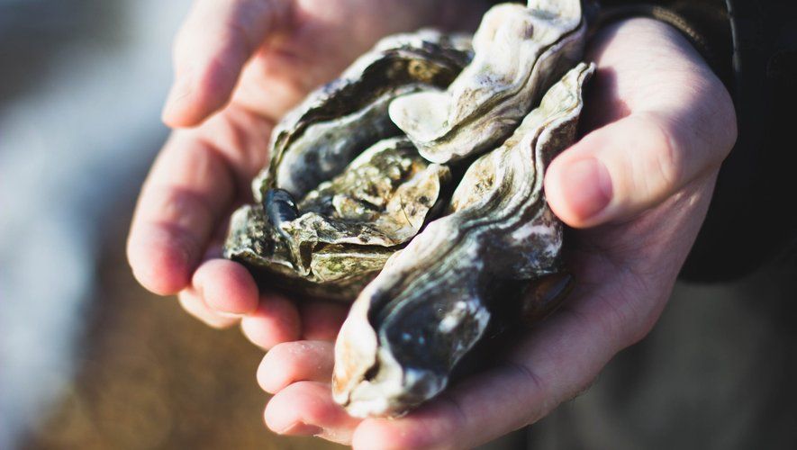 À Hong Kong, des coquilles d'huîtres usagées servent à restaurer des récifs - ladepeche.fr