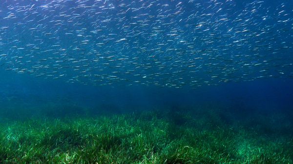 Fos-sur-Mer - des récifs pour régénérer la posidonie