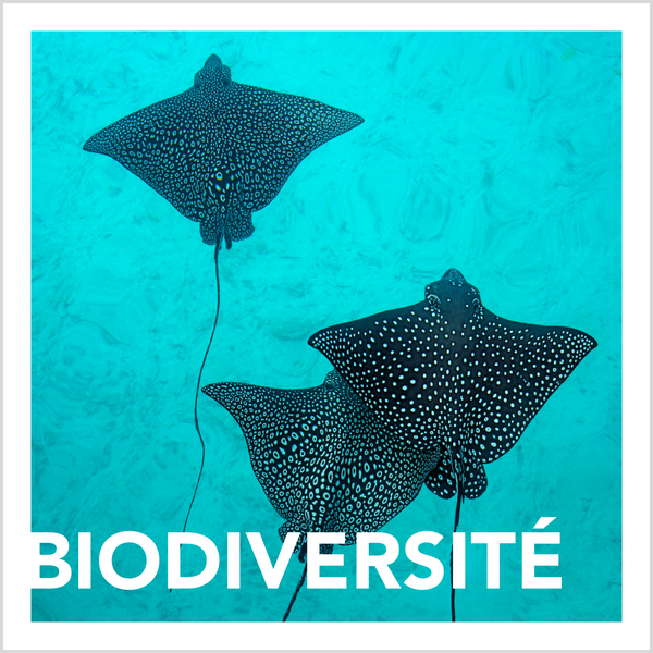 Biodiversité