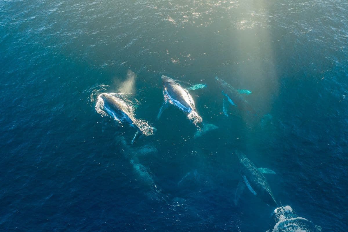 Seychelles : baleines de retour