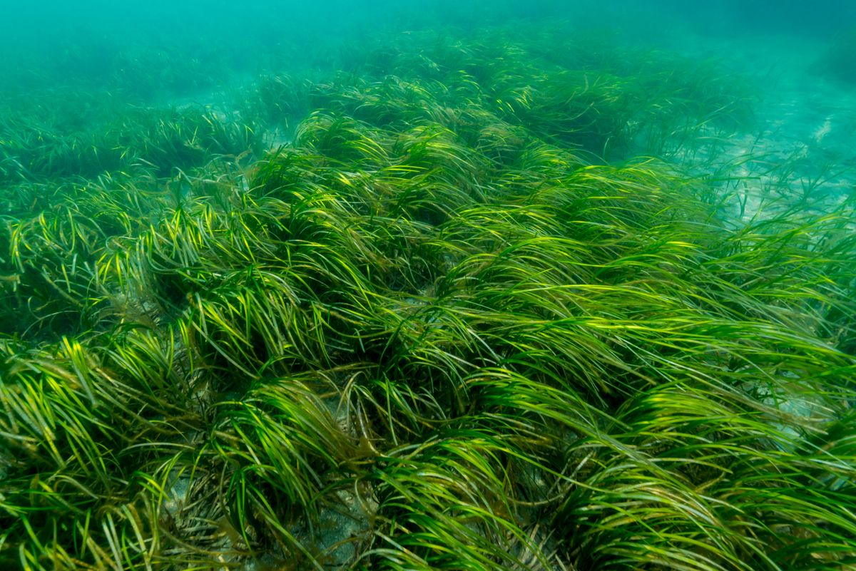 St-Jacut-de-la-Mer : sensibilisation aux herbiers de zostères