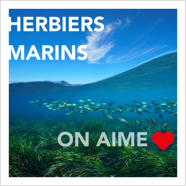 Herbiers marins