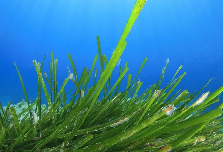 Journée mondiale des herbiers marins