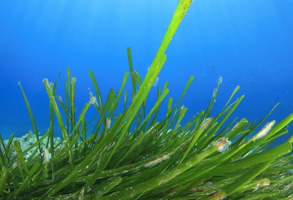 Journée mondiale des herbiers marins