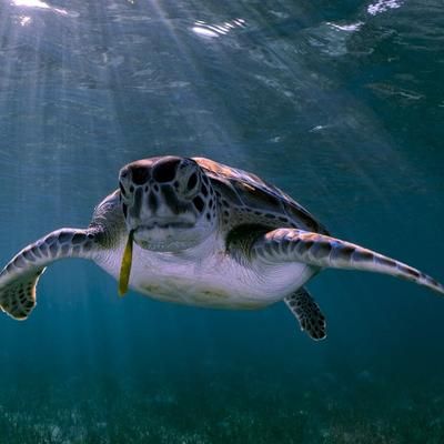 SeaLegacy : préservation des fonds marins