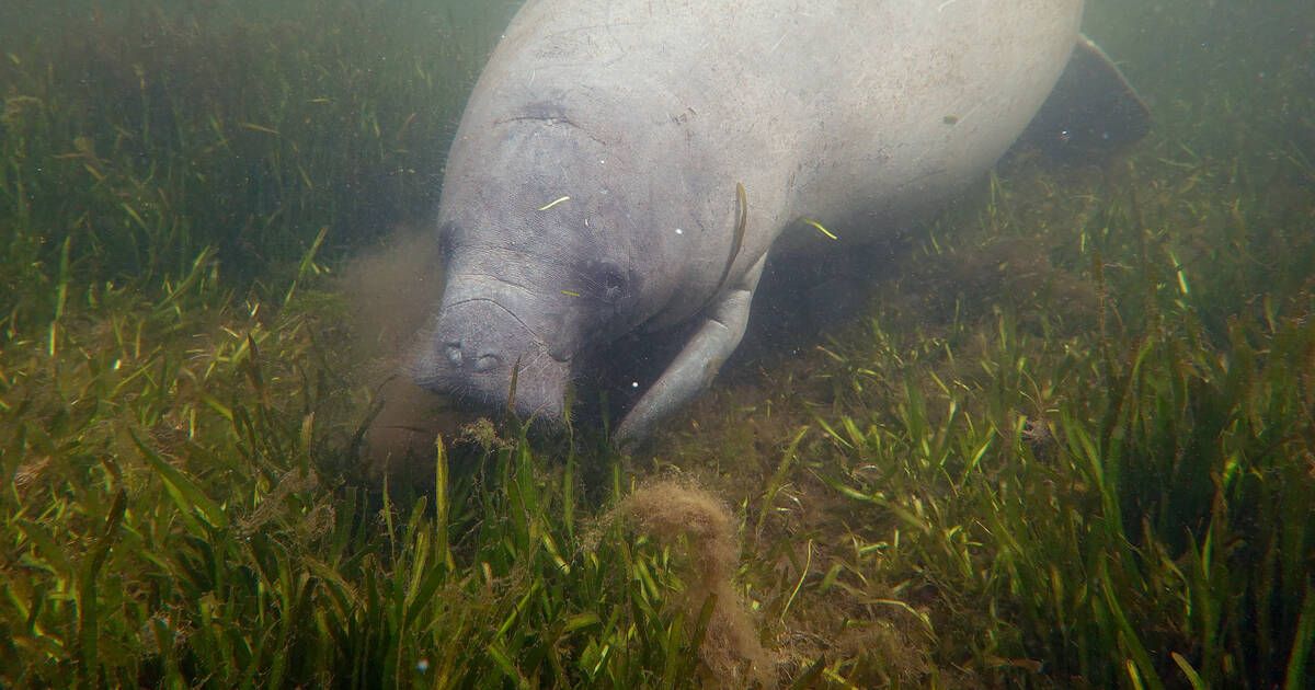 En Floride, les lamantins affamés ont de nouveau de l’herbier marin à brouter – Libération