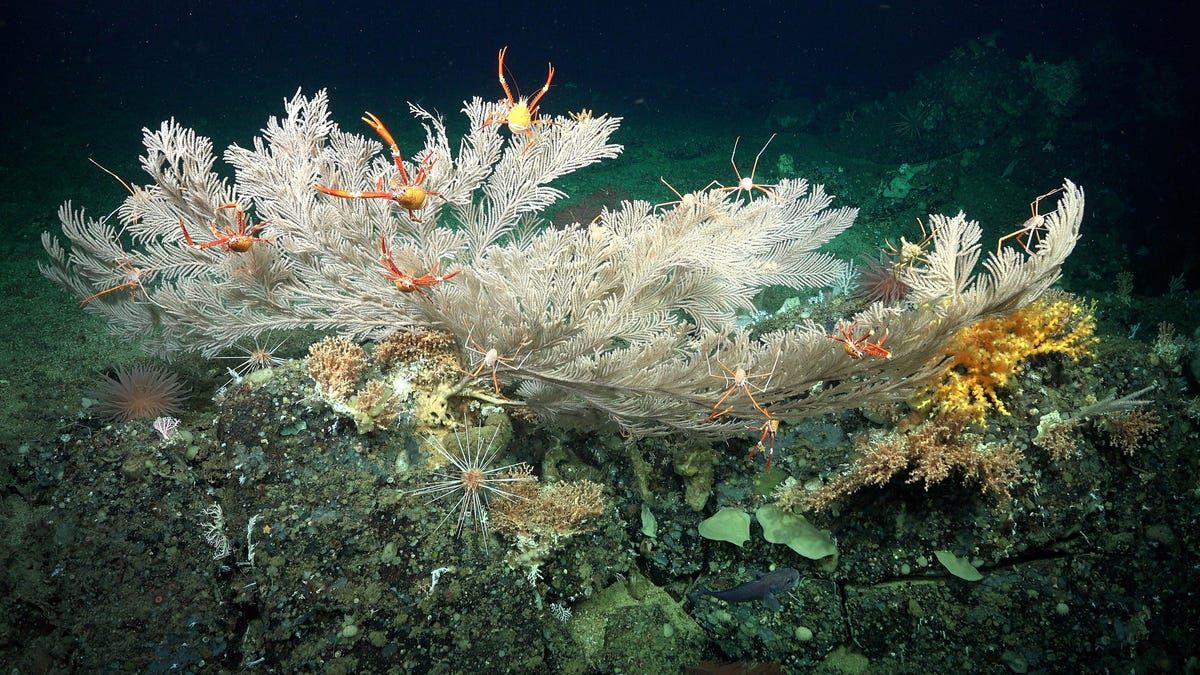 Des récifs coralliens florissants en haute mer découverts près des Galápagos - News 24