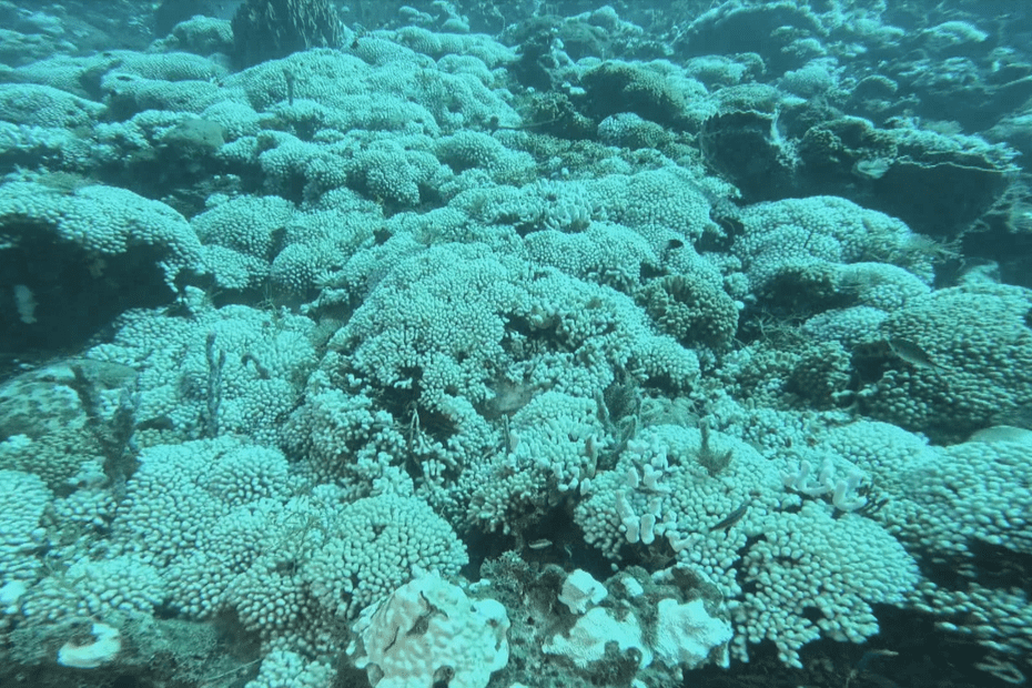 Caraïbes : coraux menacés par le réchauffement climatique et la pollution