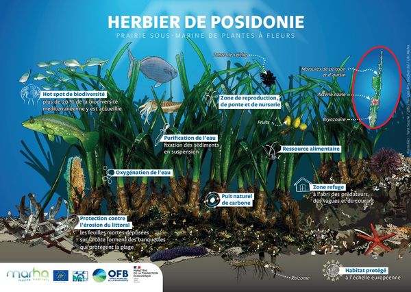 Illustrations herbiers de posidonie