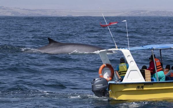 Chili - la création d'AMP est urgente