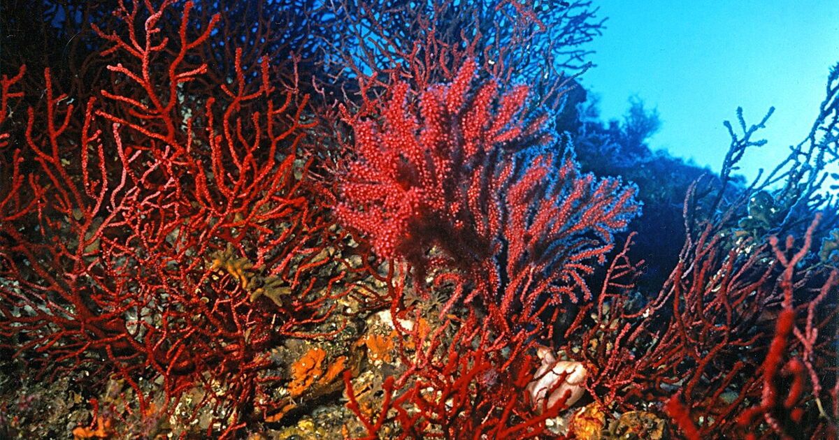 Les gorgones rouges de Méditerranée en danger !