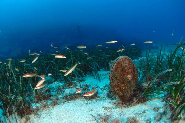 L’ADN environnemental pour une cartographie inédite de la biodiversité marine méditerranéenne