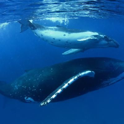 Exploitation minière en eaux profondes : comment protéger la biodiversité ? | National Geographic