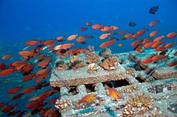 Algérie - création de récifs artificiels