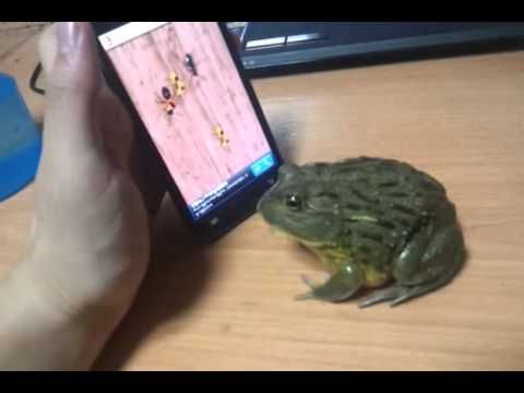 Frog plays cell phone game