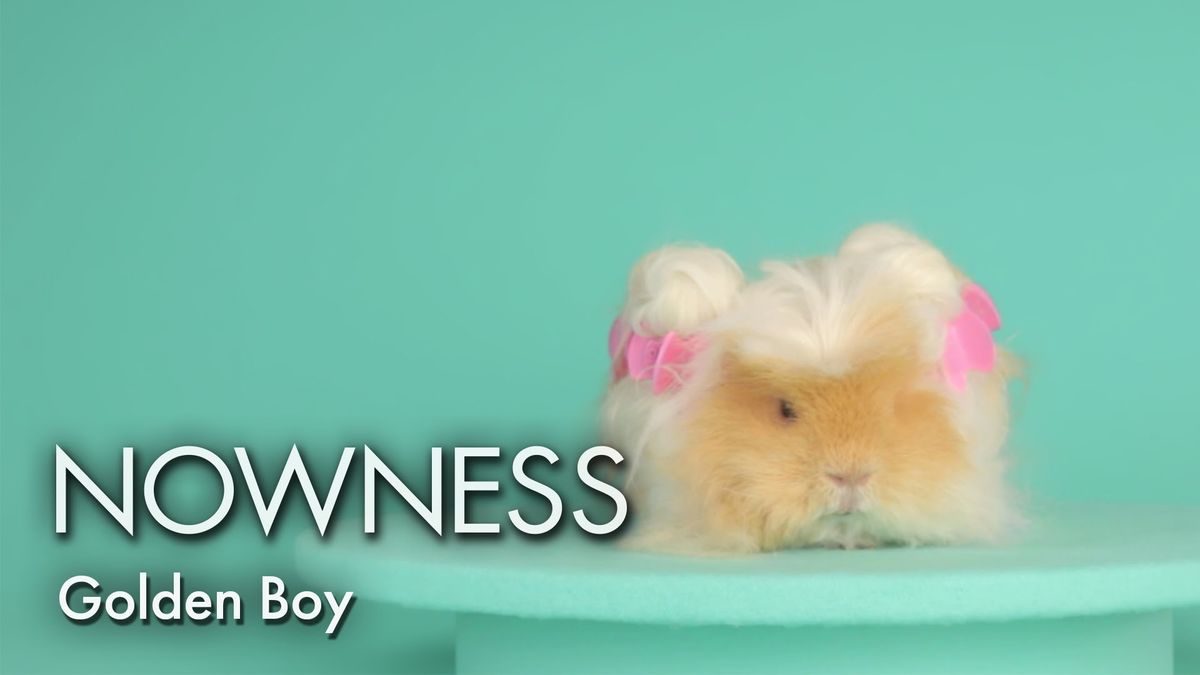 Hair and Beauty goals from Golden Boy the Guinea Pig - YouTube
