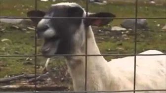 Taylor Swift - I knew you were trouble Ft. Screaming goat - YouTube