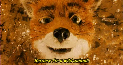Fantastic Mr Fox GIF - Find & Share on GIPHY
