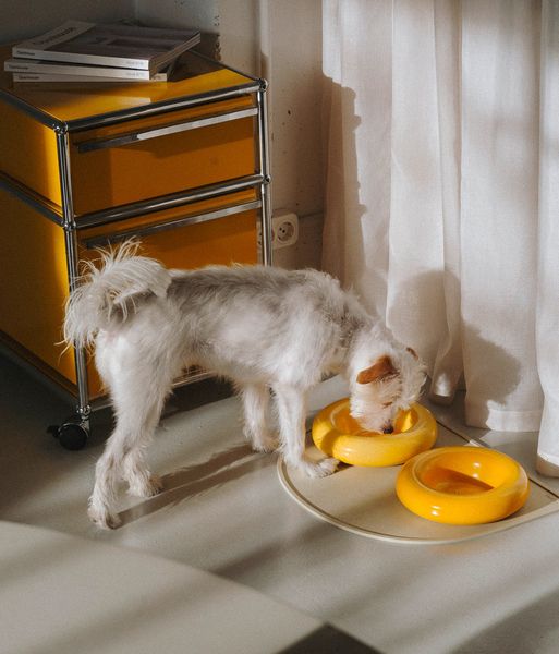 HotDog Hunde Accessoires 