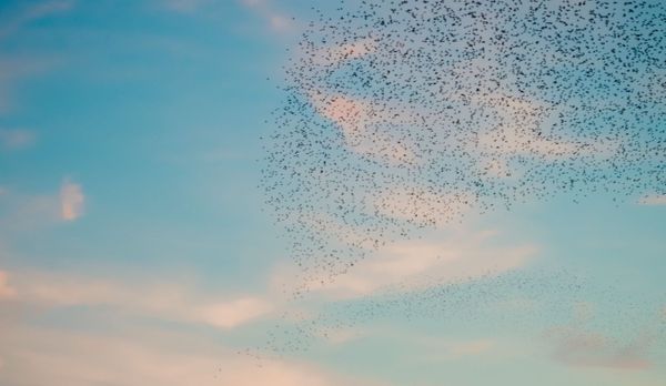 murmuration thin